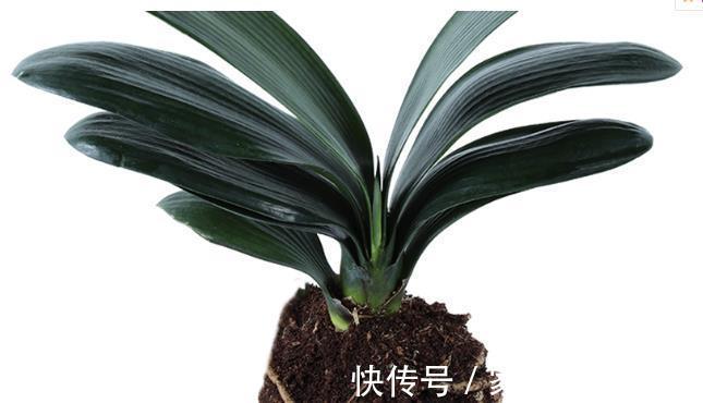 花卉|养兰花和君子兰,植料中掺粗沙子好还是细沙子好,效果大不相同