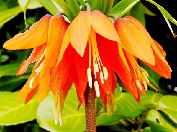 此花卉人称“皇冠贝母”,有400年栽培历史,好看好养老人喜欢