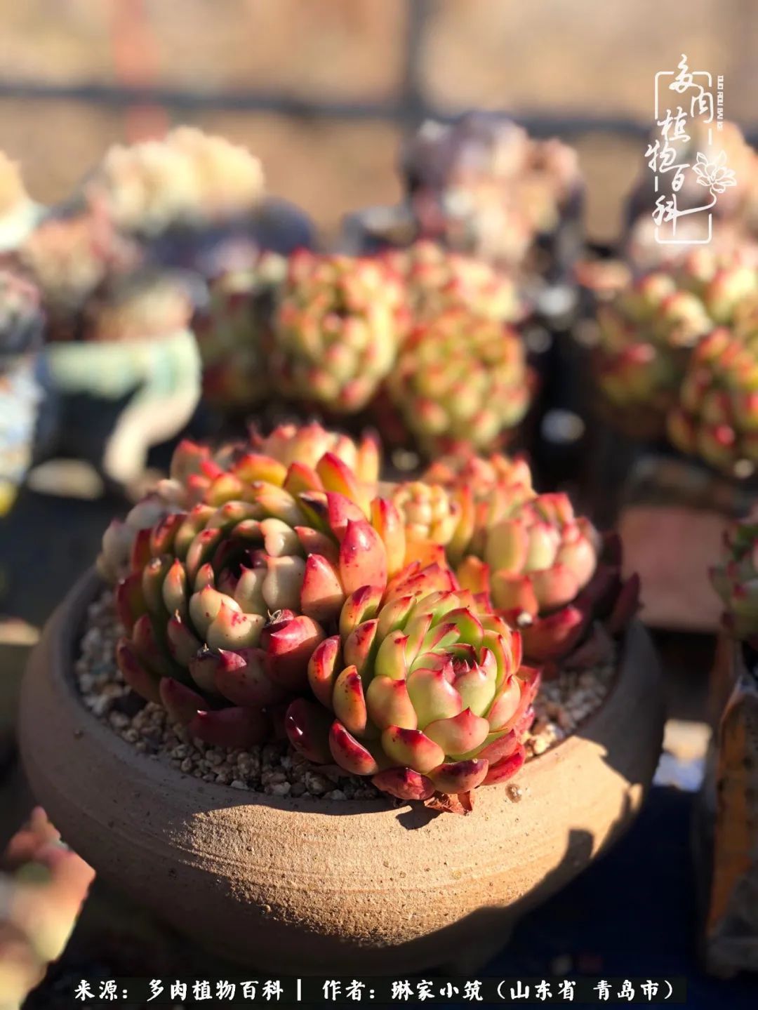 多肉|有史以来最厉害的一场寒潮，治好了我养多肉这些年的“坏毛病”