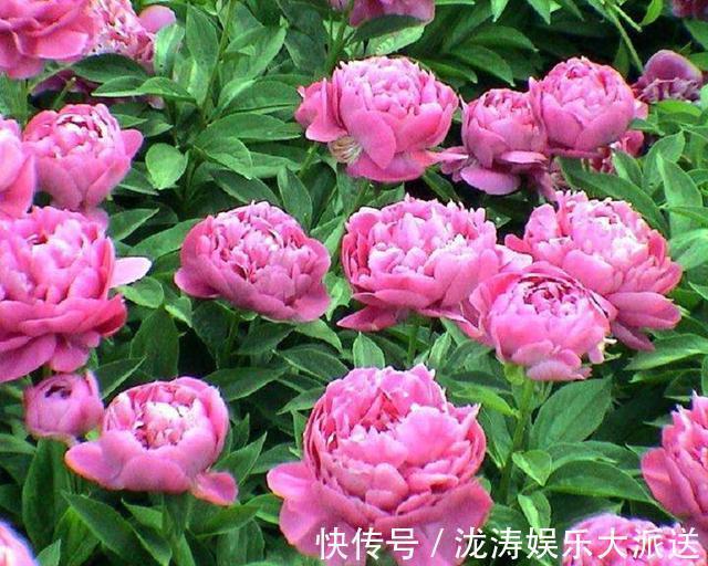 芍药花|芍药花,花大色艳、雍容华贵!掌握催花技巧,花开一整年