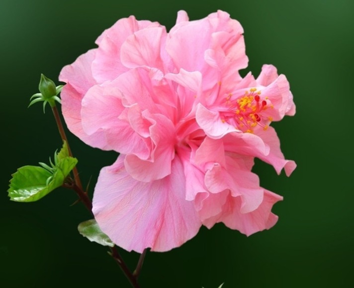 4种花,夏天不怕热,冬天不怕冷,四季都有花赏,满屋子飘香!