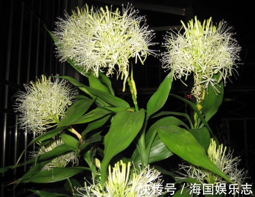 富贵竹不开花老花匠使 绝招 花开 富贵 长成 小树林 粉紫色 富贵竹不开花老花匠使 绝招 花开 富贵 长成 小树林 粉紫色