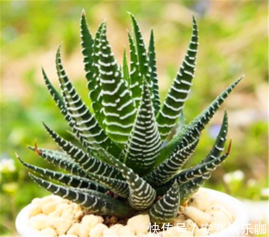 5种不喜欢阳光的多肉,晒多了就变丑,有1种价值20万