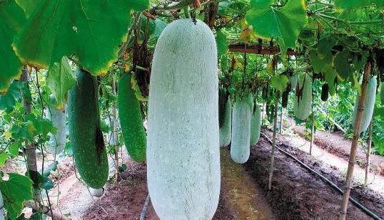 食用|冬瓜与他一起食用等于“慢性自杀”,太多人还当补品食用