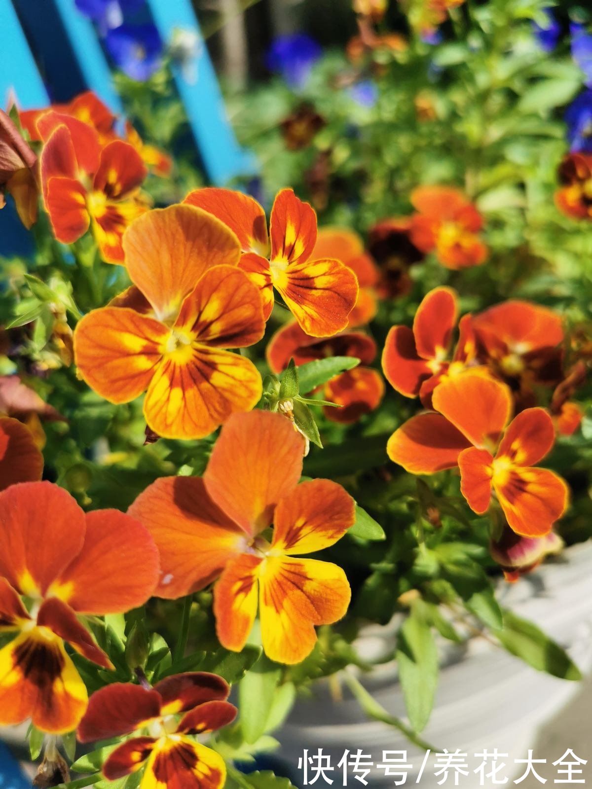 3种花就适合养满窗台，一开花犹如花海，满屋都是花