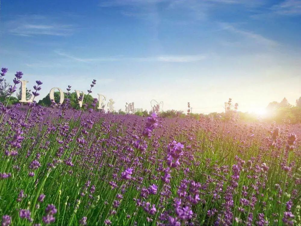 绿野碧空|薰衣草花海，摇曳在绿野碧空之间就在这个小镇~