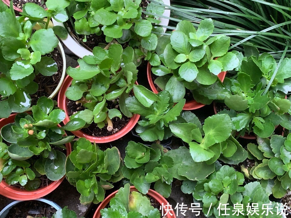 养2种花“不用等”，现在扦插、20天生根发芽，入冬就开花