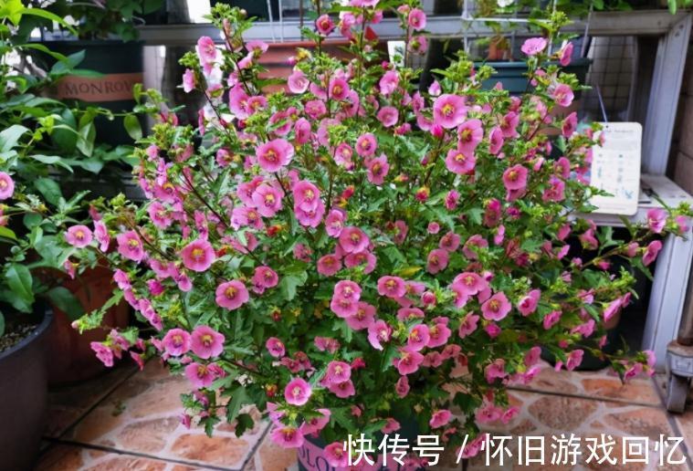 冬季养小木槿,想平稳过渡就该注意这4点,保来年开花更多