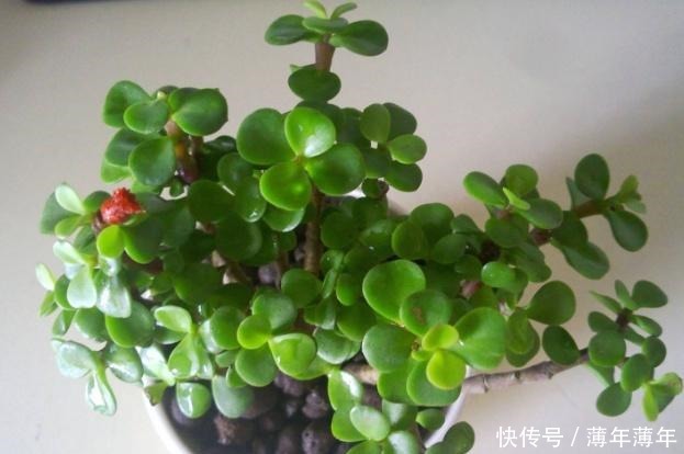 什么柳树皮,阿司匹林都不如“一种东西”,养花用一勺,养啥旺啥!