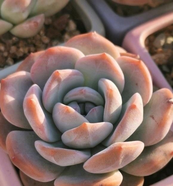 根系|多肉买回家，种到盆里别着急浇水，1周后再浇水，发根更快