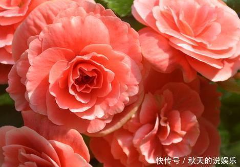 月季花|公认最难养的三种花，堪称养一盆死一盆，新手千万慎重