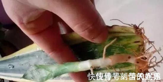 养花爱好者看过来这15种花现在“扦插”,生根快,一个周就长芽