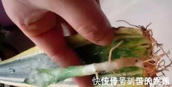 蟹爪兰|养花爱好者看过来这15种花现在“扦插”，生根快，一个周就长芽