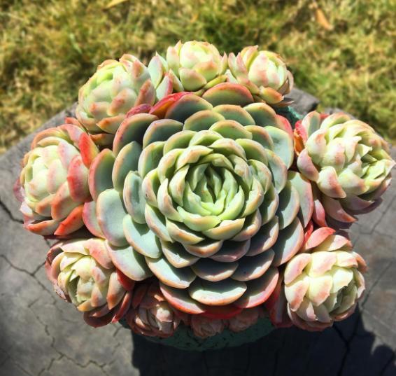 多肉冰梅养护,操作简单,夏季叶子五彩缤纷,做到3点轻松爆盆