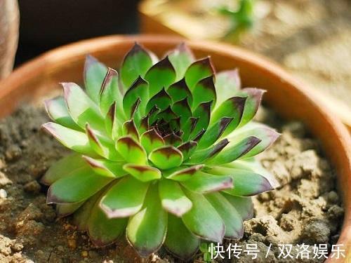 植株|这种多肉样子像莲花，做好这4点，安全过夏还能“爆盆”