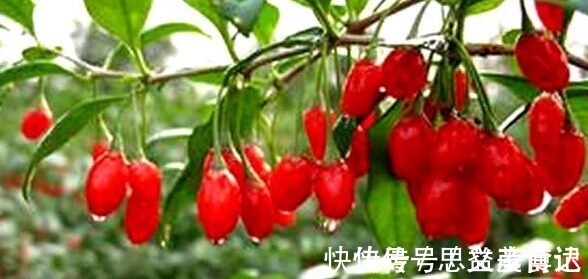 开水|枸杞是用温水泡还是开水泡?不少人泡错了,难怪喝了常上火!