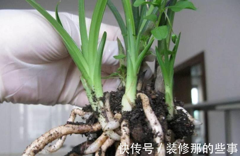 自制肥|喜欢养花,夏季就抽点空自制肥,闷2、3个月就能用了