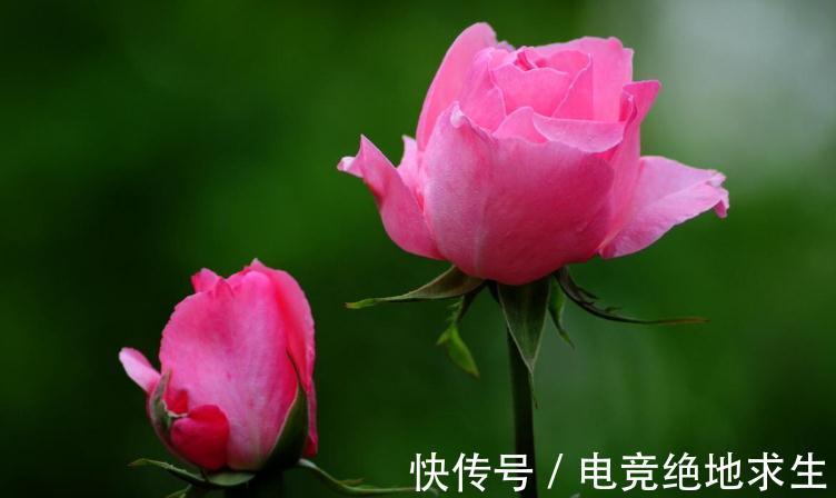 修剪月季有哪些好处,月季为什么需要修剪呢