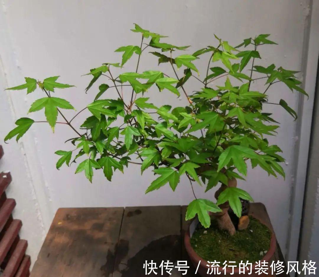 这花就要养老桩,年年开花,越老越值钱