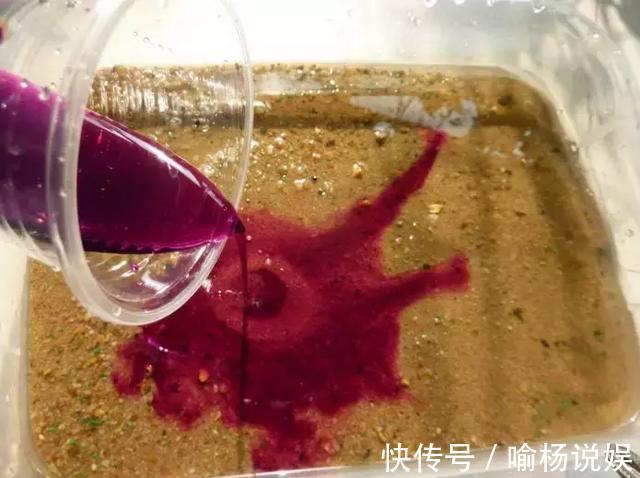 扦插加个小药片,成活率翻番,新手也能做得好!