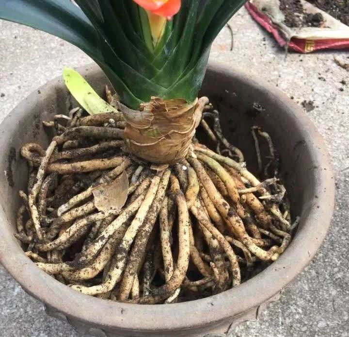 这5种花,开春翻盆很重要,一整年不烂根,绿叶多开花多