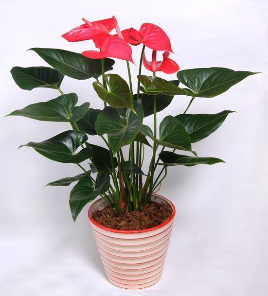 养红掌,5点“小技巧”,1盆养10年,花儿红彤彤,四季开花不断