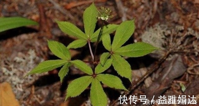植物|这珍贵植物,请你辨认好植株,若谁到你家乡采挖,一定要制止