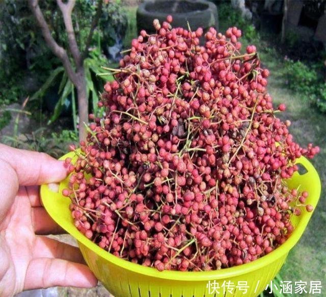 花椒树|1树生得妙,果能吃、叶能吃,全身是宝,小时候却砍来当柴烧