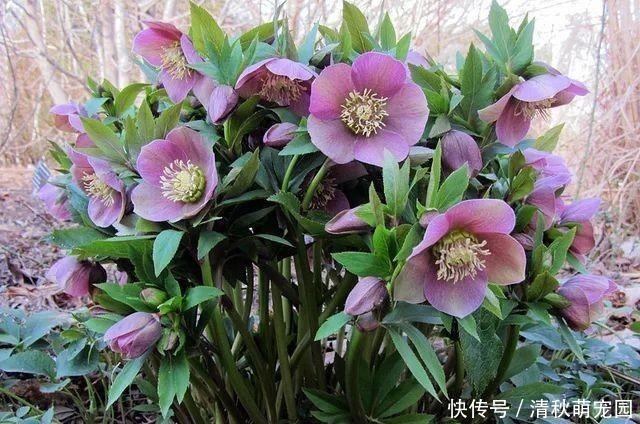 狗牙花|被名字耽误一生的6种花,土里土气,开花却“气度非凡”靓丽入眼