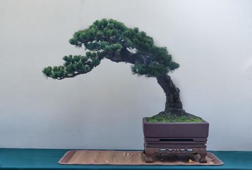 盆景养护不周造成植株萎蔫,找到原因,救治及时很重要