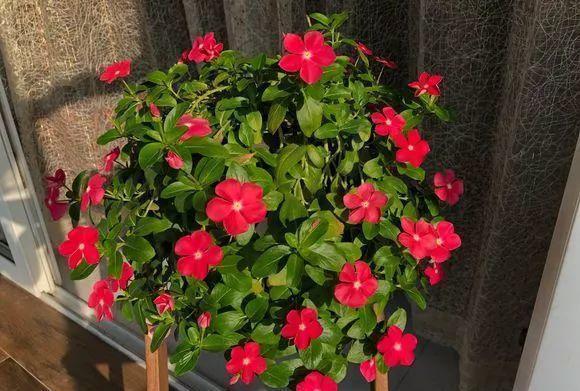 号称开花机器,一开就是300天,插土里就能活,阳台变花海