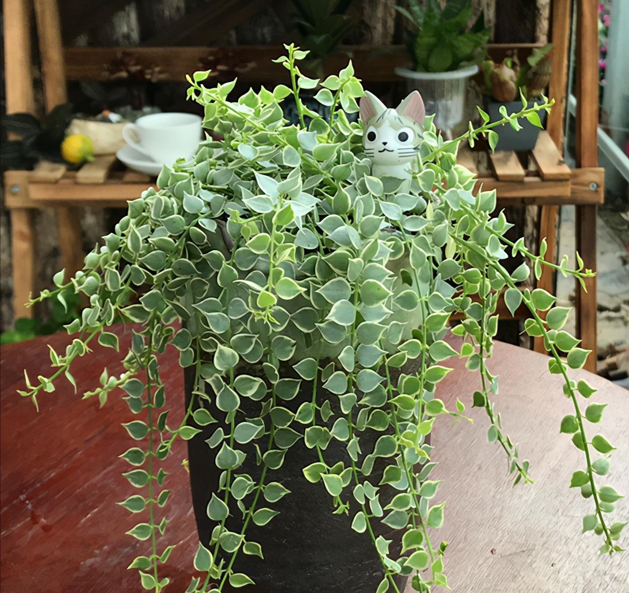 五种多肉,倒吊着,枝条流出花盆,一道“肉窗帘”