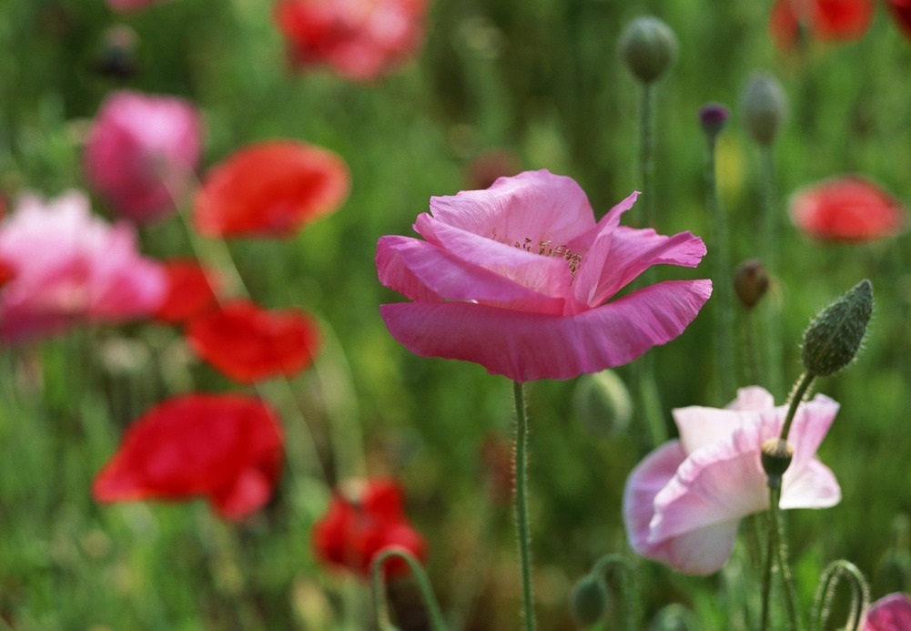 此花是项羽和虞姬的爱，是相守永远的见证，就像是起舞的美人