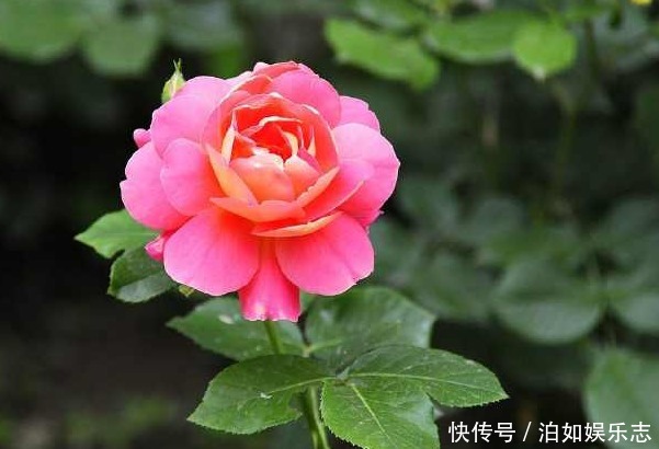 大色|养好月季花最重要的两点,掌握好后,花大色艳邻居羡慕极了