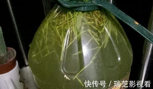 养花缺少生根水怎么办?自己这样制作,安全环保、效果好!