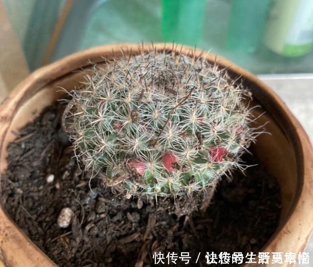 花友们|这4类花不能喷水,喷了就烂,快停手!这4类花不能喷水,喷了就烂,快停手!