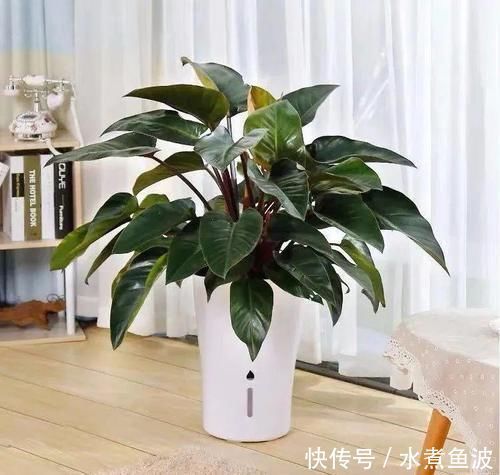 三种“吸毒花”，个个都是吉祥花，家里养一盆，呵护全家健康