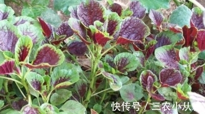价值|农村一种常见的野菜,我们经常吃的是叶子,其实根才是价值高的