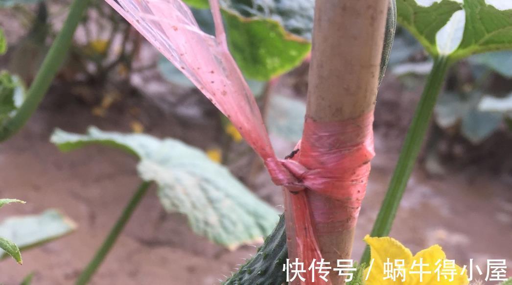 阳台上|蔬菜在阳台上长得好必须满足三个条件,你需要清楚