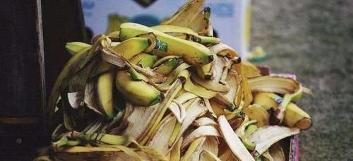 植物|养花不用买营养液,准备好香蕉皮,盆栽植物叶子不泛黄