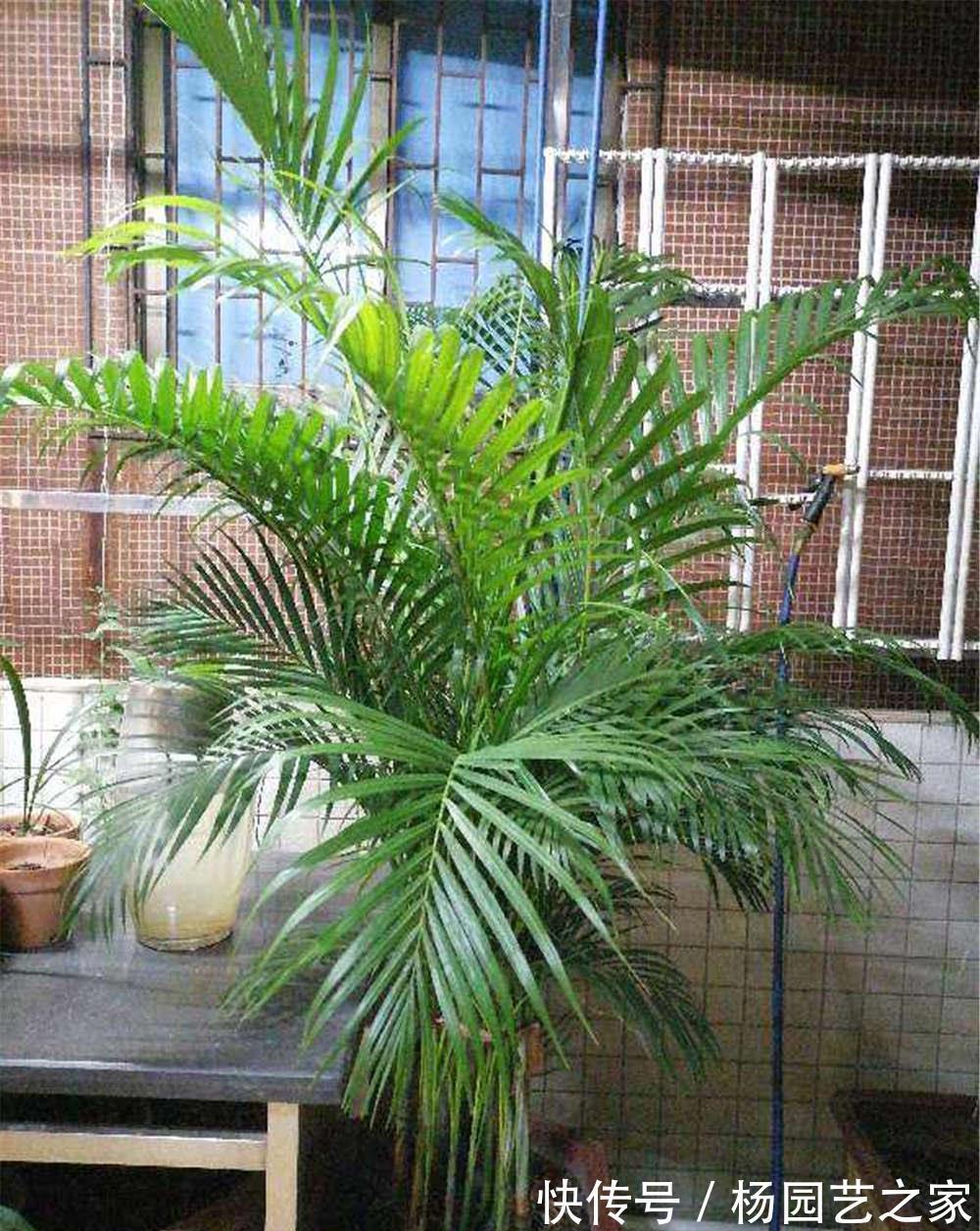 植物|养花,室内不能贪多,客厅养几盆,每间卧室放一两盆就足够