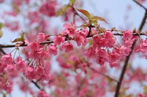 “史上最早”樱花季来了？梅花表示不爽：我还没红够呢