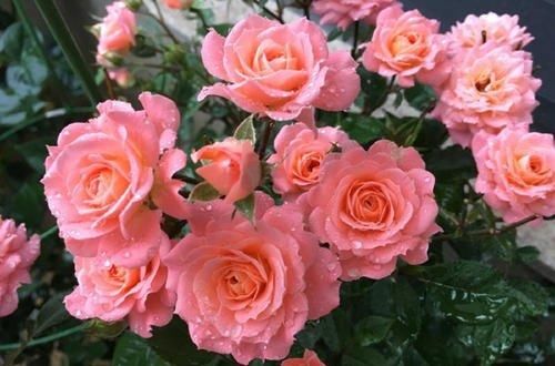 值得|此款月季花,不输果汁阳台,四季有花赏,比绿萝养好,值得拥有