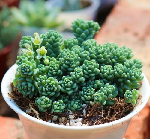 4种清新喜人的多肉植物，颜值高好养护，适合女生养！