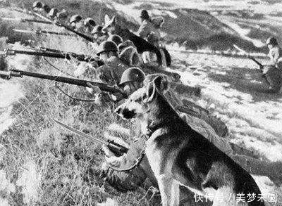 收缴|日军投降后，大量军犬被收缴，却难驯服，用子弹送回家
