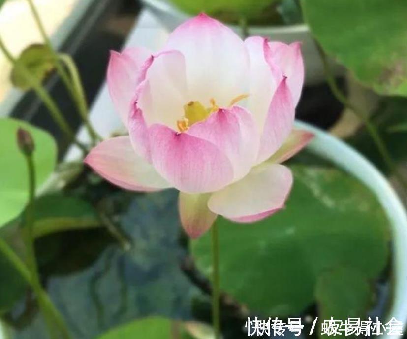 此花超漂亮,沾土就活,开花又大又艳,家里养1盆,满屋飘香