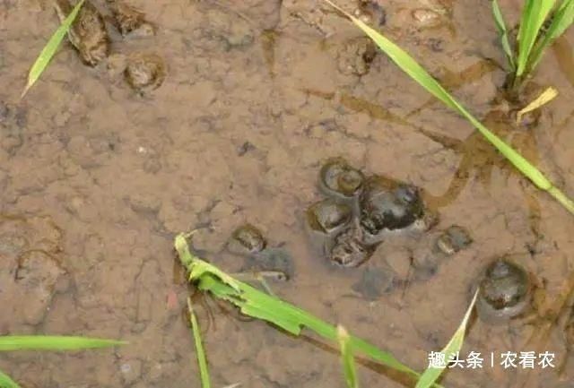 养殖|过去一捡几十斤,爆炒是美味,如今有人专门养殖,却没什么人爱吃