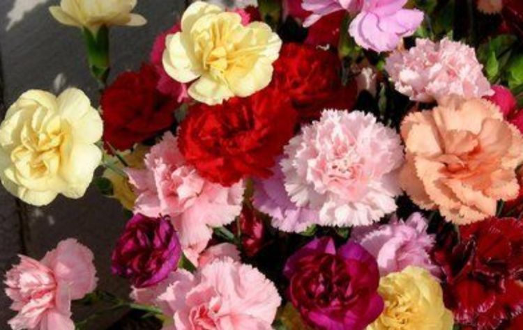 家里就养4种花,给点阳光就灿烂,花开媲美玫瑰,花朵姿态万千