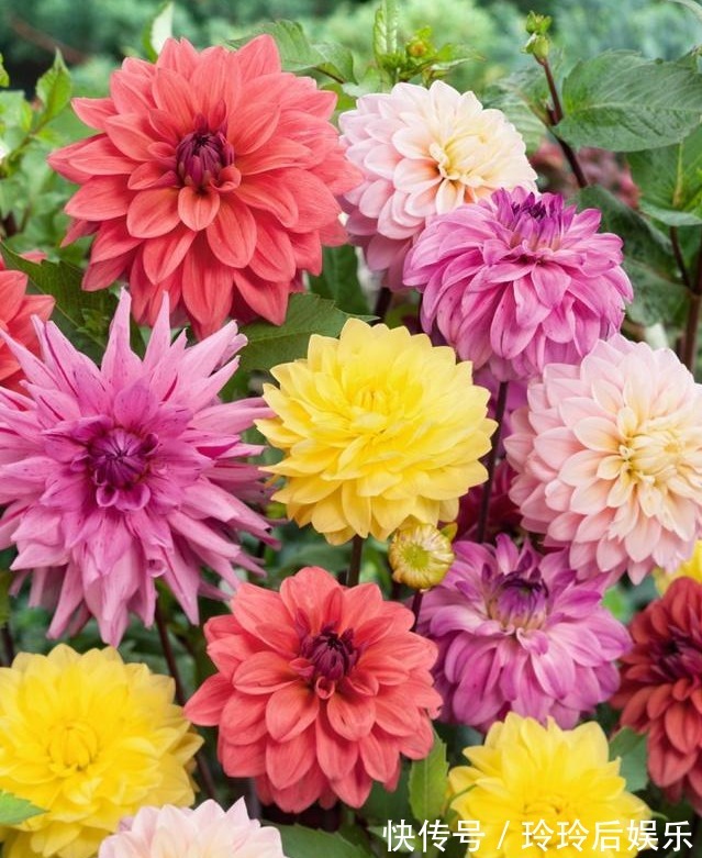 名字土掉渣,但开花洋气,这些花其实超美的