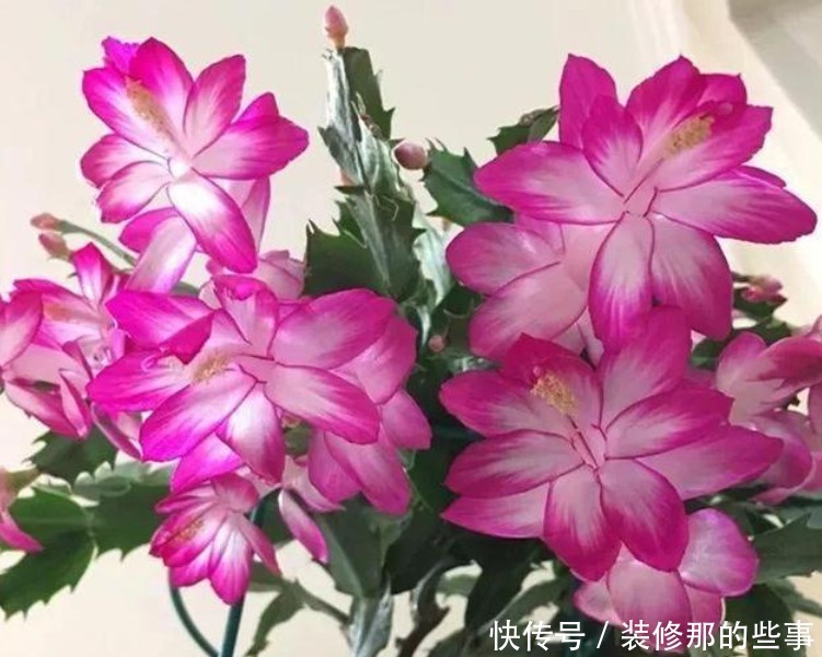 4种花好养又漂亮,从冬天一直开到春天,阵阵花香,花朵大!